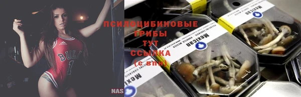 прущие грибы Абаза