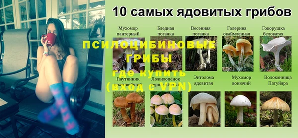 прущие грибы Абаза
